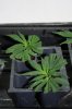Fan leaves cut 9-13-2011 4-28-11 PM.jpg