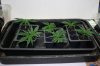 Six clones 9-13-2011 4-27-56 PM.jpg