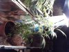 Phone pics 006.jpg