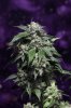 Purple Kush-12.jpg