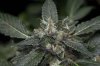 Purple Kush-6.jpg