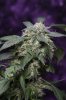 Purple Kush-3.jpg