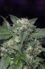 Purple Kush-15.jpg
