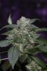 Purple Kush-4.jpg