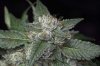 Purple Kush-16.jpg