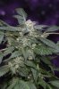 Purple Kush-2.jpg