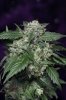 Purple Kush-14.jpg