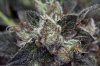 Purple Kush-8.jpg