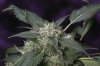 Purple Kush-5.jpg