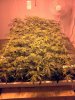1weekfloweringlong.jpg