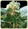 strains-87.jpg