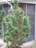 100_4288.jpg
