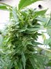 big bud xxl one month into flowering.jpg big bud xxl one month into flowering.jpg