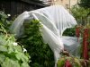 make-shift green house.jpg make-shift green house.jpg