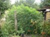 mr neighbor and his tree.jpg mr neighbor and his tree.jpg