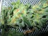 Carmel Bud.jpg