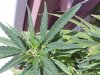 WEED PLANT 087.jpg