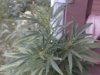 WEED PLANT 081.jpg