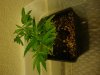 DSC01845.jpg
