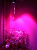 led2.jpg