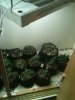 babies in 1 gal.jpg