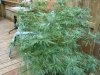 DSC04479.jpg