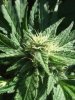 buds 009.jpg