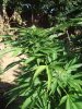 buds 012.jpg