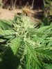 buds 011.jpg