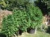 buds 004.jpg
