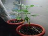 IMG00164-20110916-1855.jpg