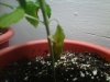 IMG00165-20110916-1855.jpg