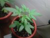 IMG00166-20110916-1855.jpg