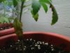 IMG00167-20110916-1856.jpg