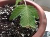 IMG00168-20110916-1856.jpg