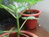 IMG00171-20110916-1857.jpg