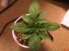 IMG00130-20110907-0255.jpg