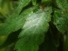 DSCF4106.jpg