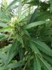Outdoor Grow Mid September 003.jpg Outdoor Grow Mid September 003.jpg