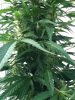Outdoor Grow Mid September 004.jpg Outdoor Grow Mid September 004.jpg