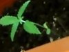 thats not basil!.JPG thats not basil!.JPG