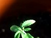 plant more dense.JPG