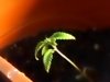 stalk pic long.JPG
