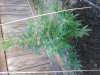 1st grow2.jpg 1st grow2.jpg