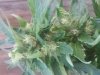 1stgrow3.jpg 1stgrow3.jpg