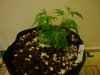 DSC01864.jpg