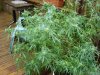 DSC04494.jpg