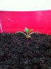 plantt 1.jpg
