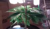 IMAG0041.jpg