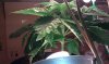 IMAG0042.jpg